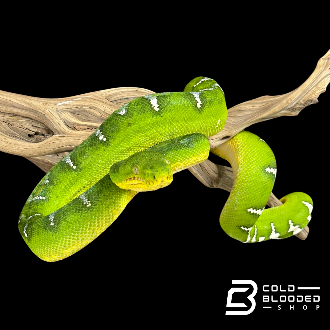 Adult female Emerald Tree Boa - Corallus caninus