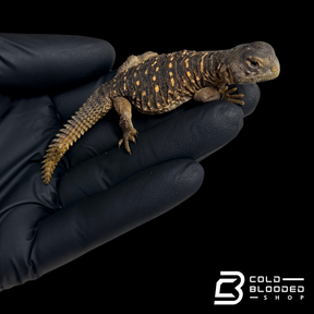 Baby Egyptian Uromastyx - Uromastyx aegyptia