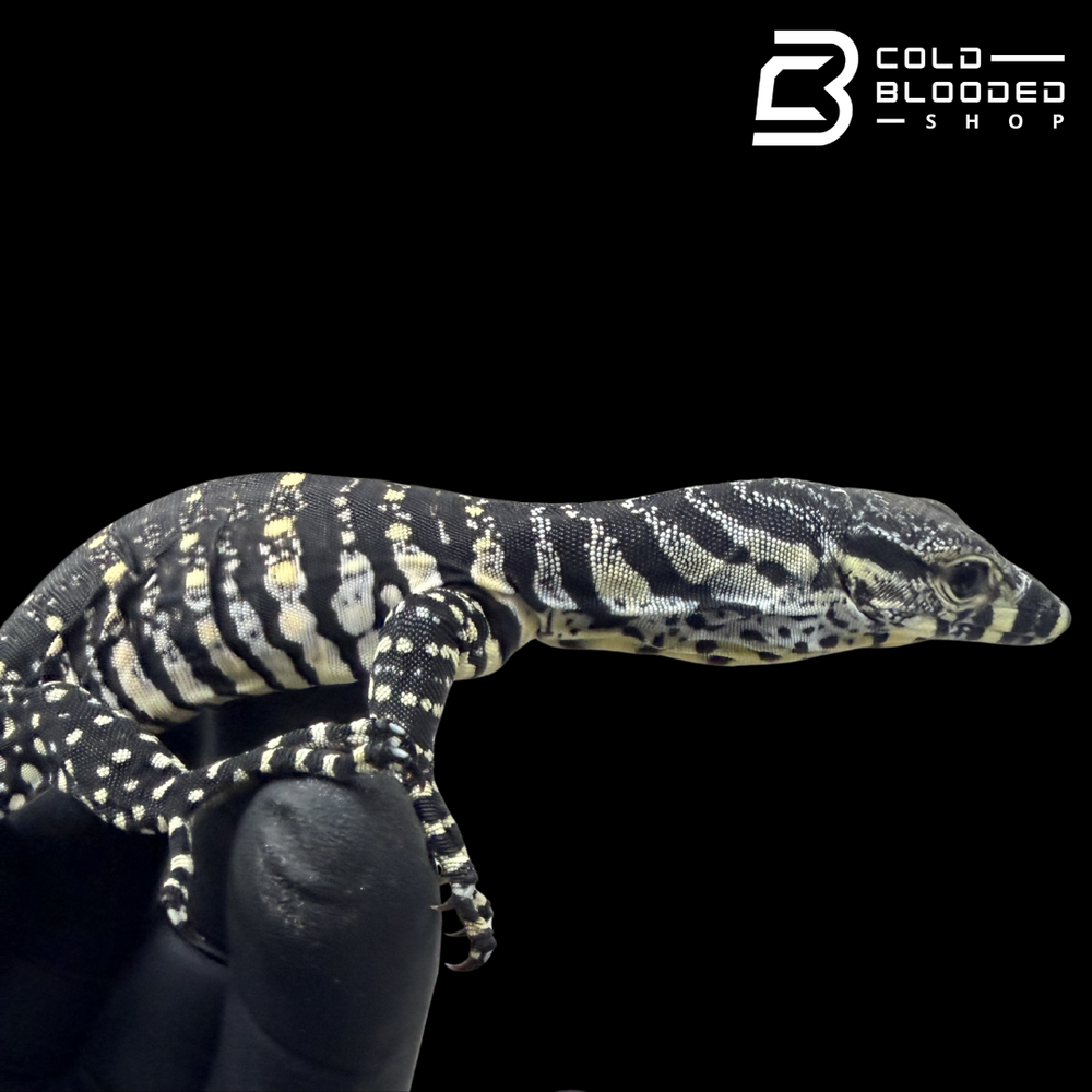 Shop Monitor Lizards Online – Tree Monitors, Water Monitors, & More