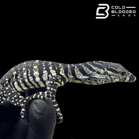 Baby Lace Monitor - Varanus varius