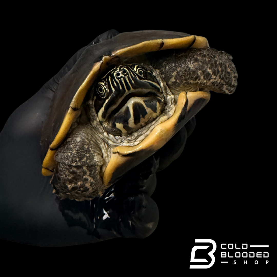 Tortuga Bebé Sulcata