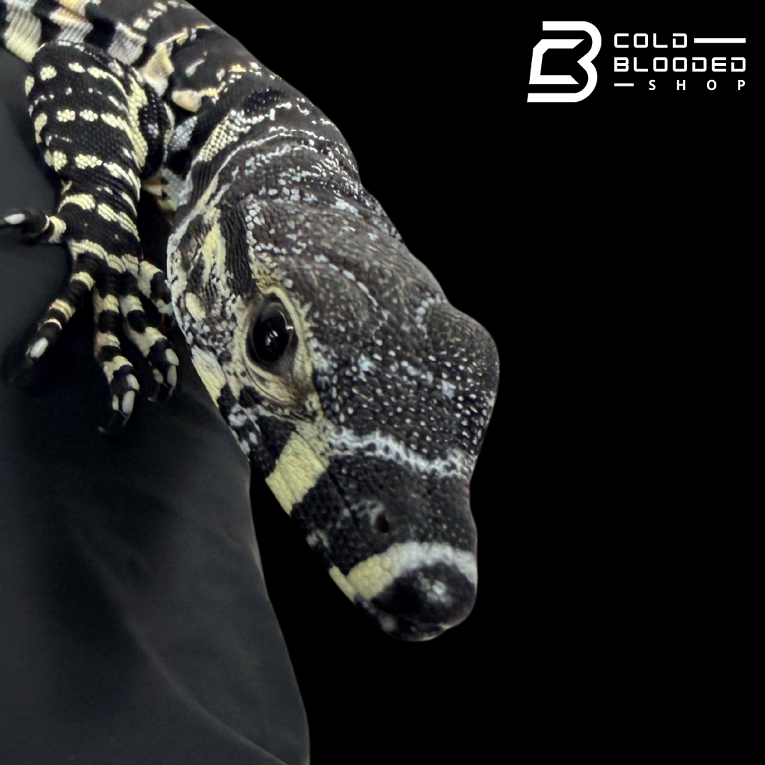 Baby Lace Monitor - Varanus varius