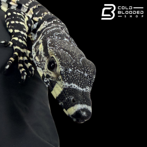 Baby Lace Monitor - Varanus varius