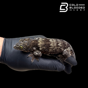 Halmahera giant gecko -Gehyra marginata