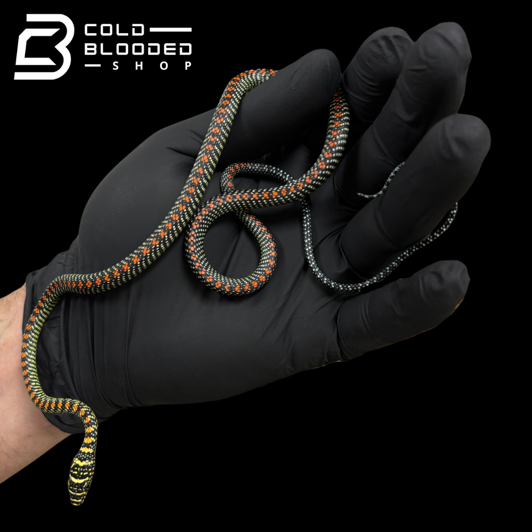 Serpiente Voladora del Paraíso - Chrysopelea paradisi