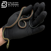 Paradise Flying Snake - Chrysopelea paradisi