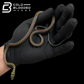 Paradise Flying Snake - Chrysopelea paradisi