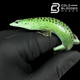 Emerald Tree Skinks (spotted local)- Lamprolepis smaragdina