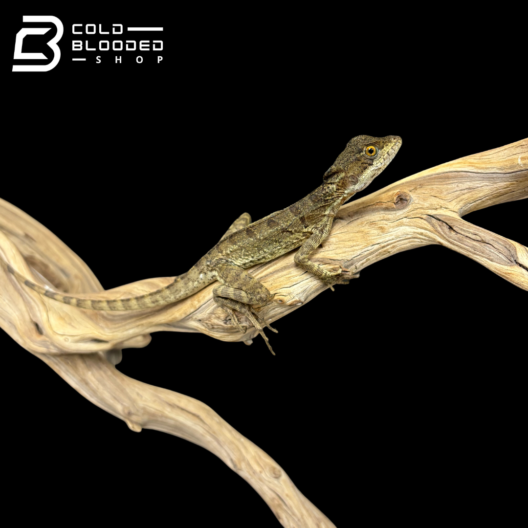 Common basilisk - Basiliscus basiliscus