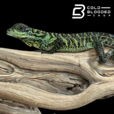 Baby Ambon Sailfin Dragon Lizards - Hydrosaurus amboinensis