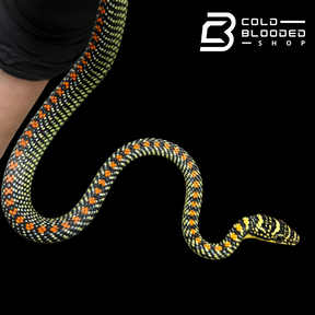 Paradise Flying Snake - Chrysopelea paradisi