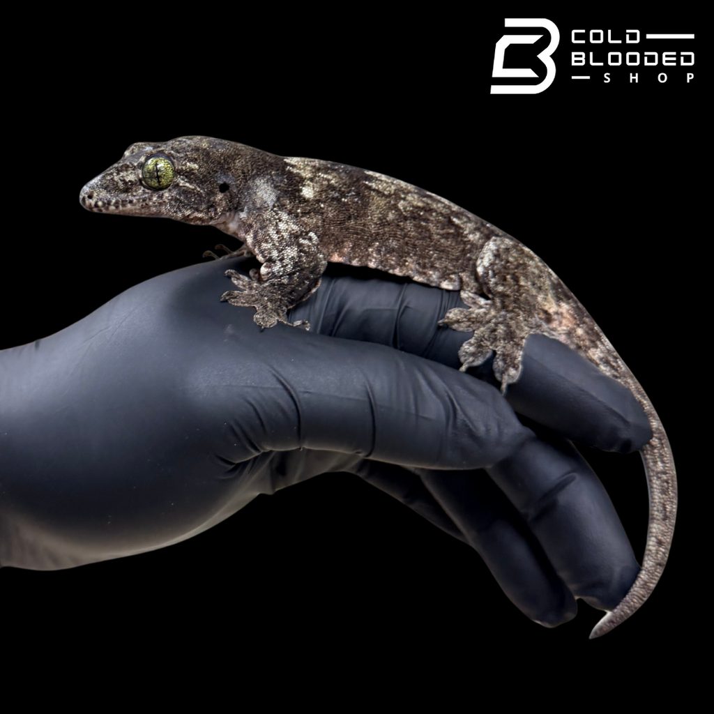 Halmahera Giant Gecko -Gehyra Marginata