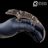 Halmahera giant gecko -Gehyra marginata