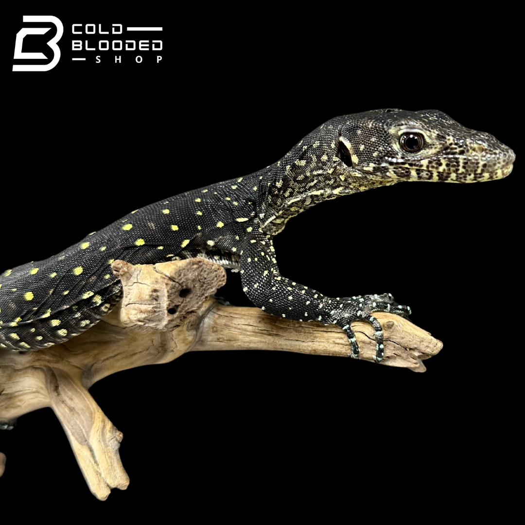 Juvenile Blue-tailed Monitor - Varanus doreanus
