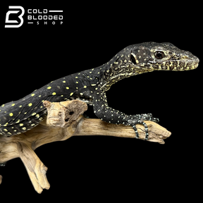 Juvenile Blue-tailed Monitor - Varanus doreanus