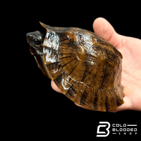 Tortuga Bebé Sulcata