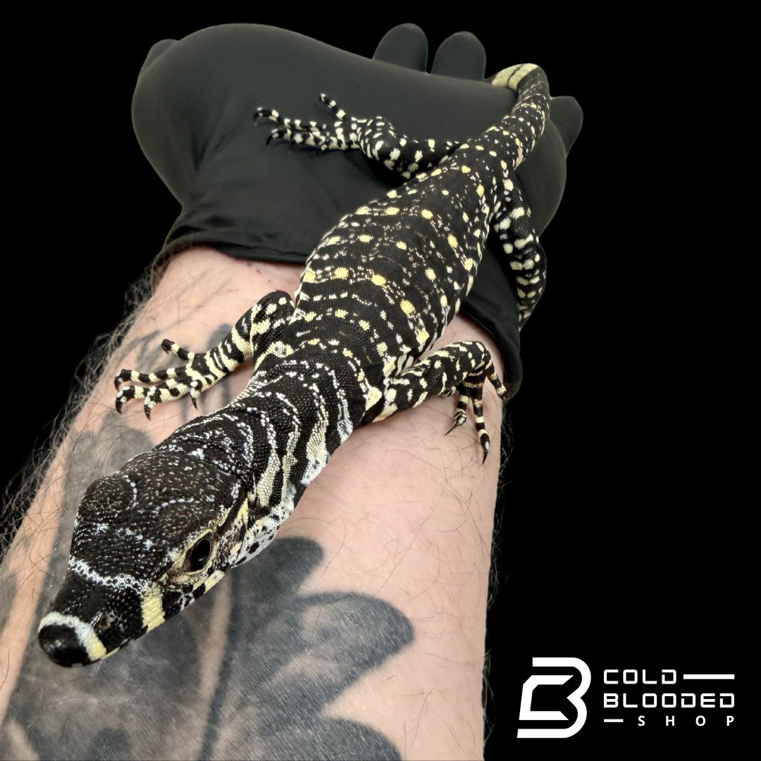 Baby Lace Monitor - Varanus varius