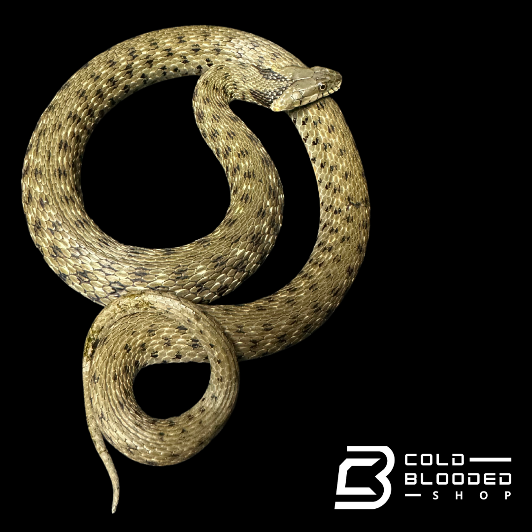 Egyptian Dice snake - Natrix tessellata