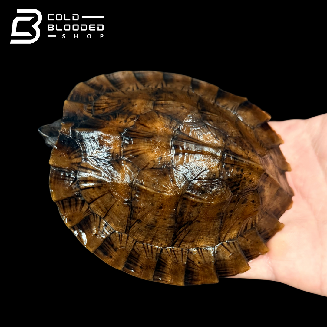 Tortuga Bebé Sulcata