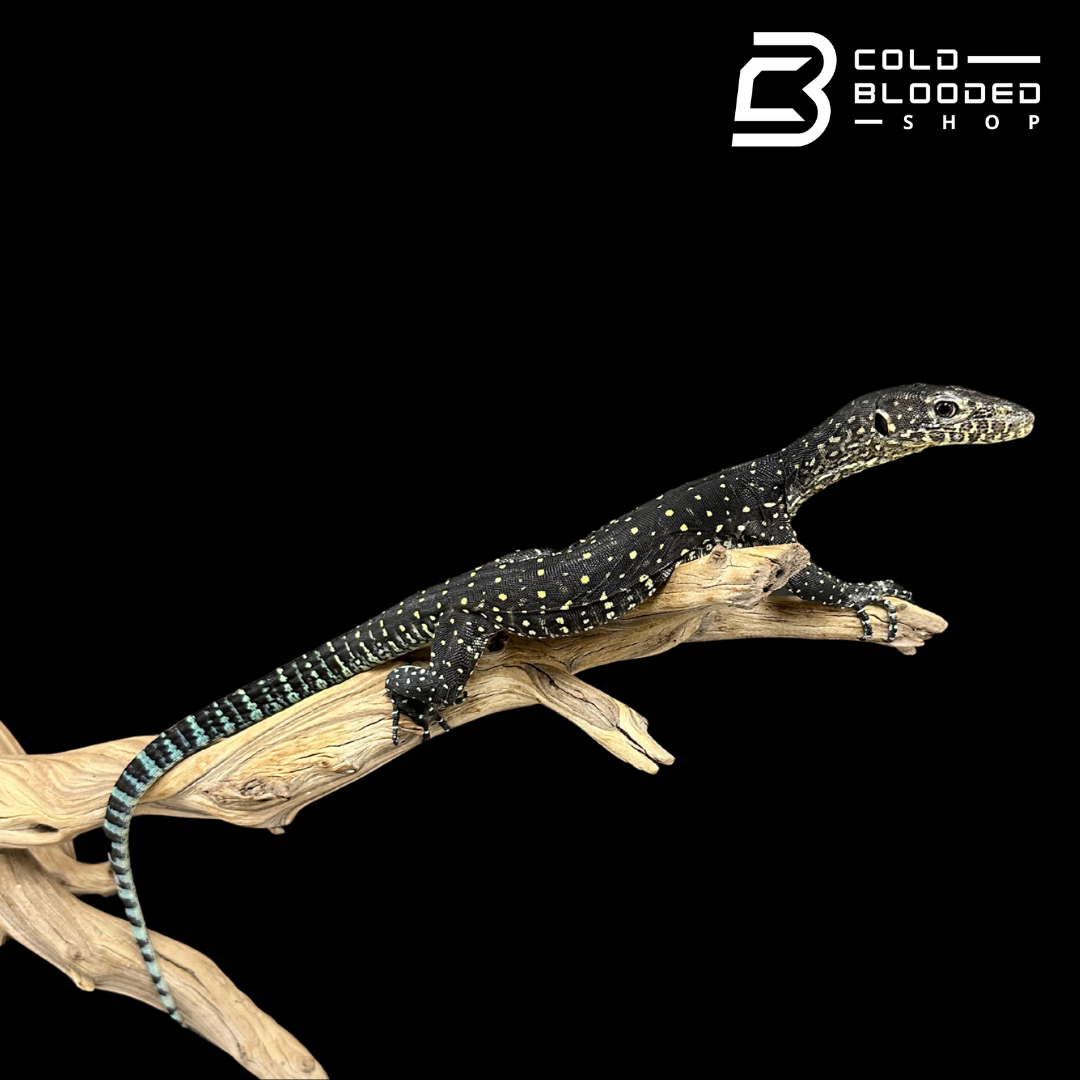 Juvenile Blue-tailed Monitor - Varanus doreanus