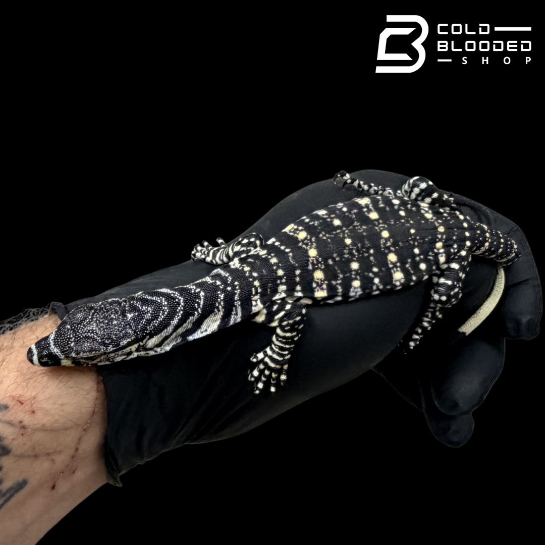 Baby Lace Monitor - Varanus varius