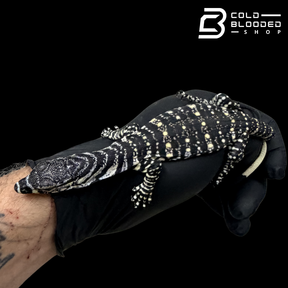 Baby Lace Monitor - Varanus varius