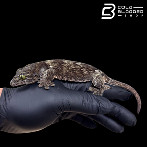 Halmahera giant gecko -Gehyra marginata