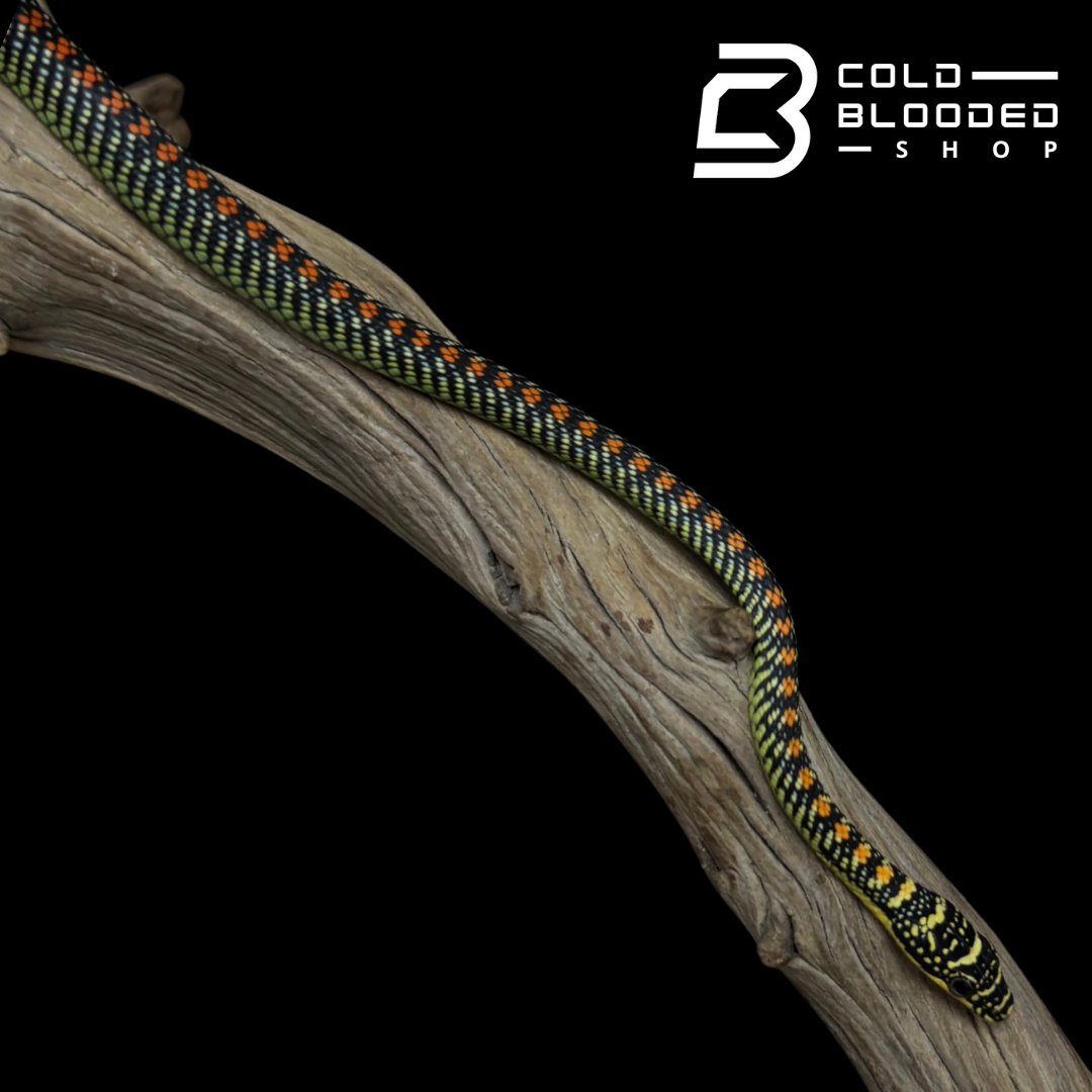 Serpiente Voladora del Paraíso - Chrysopelea paradisi