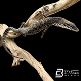 Similis Monitor - Varanus similis