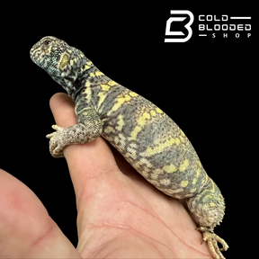 Bebé Uromastyx adornado