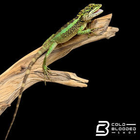 Chinese Tree Dragon - Japalura splendida