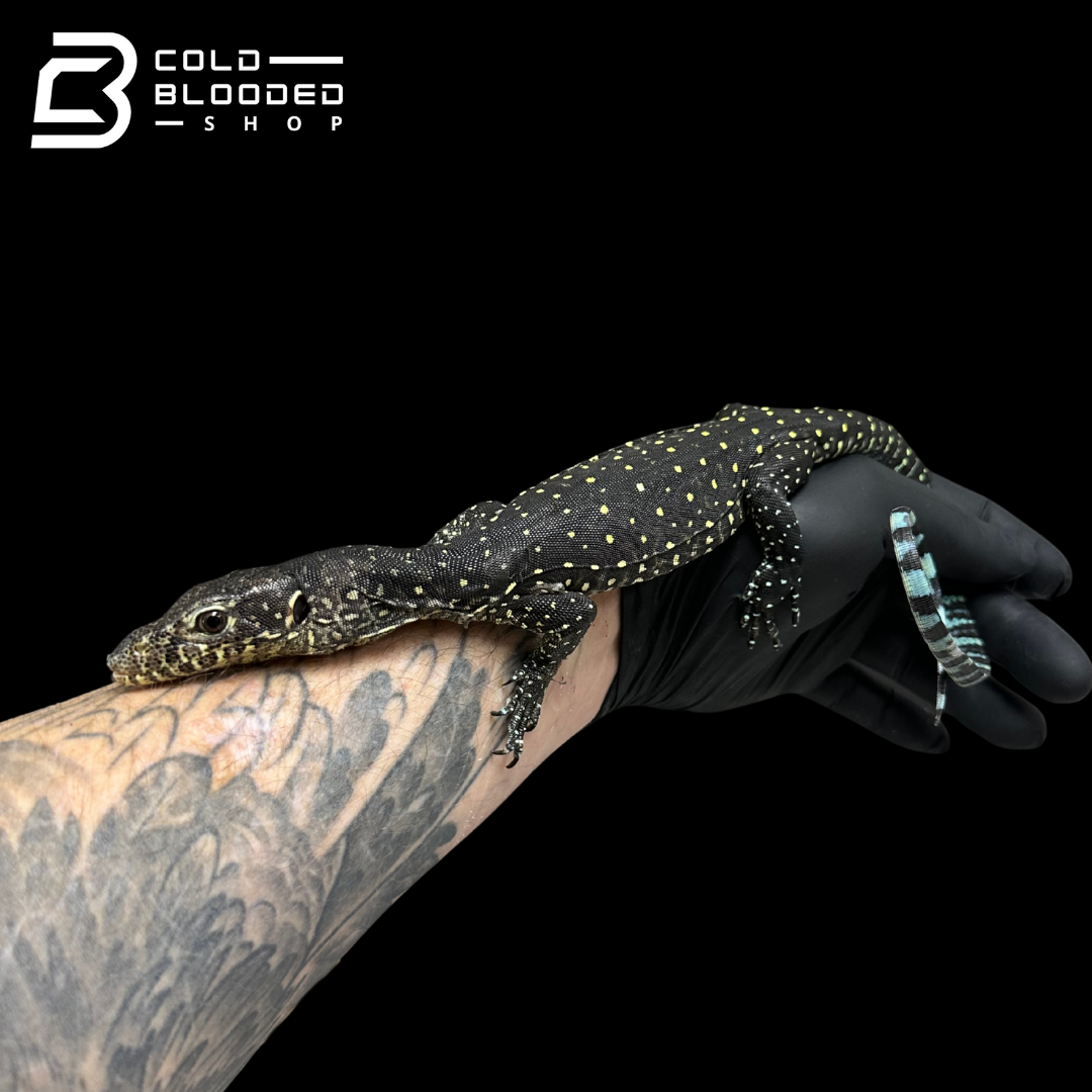 Juvenile Blue-tailed Monitor - Varanus doreanus