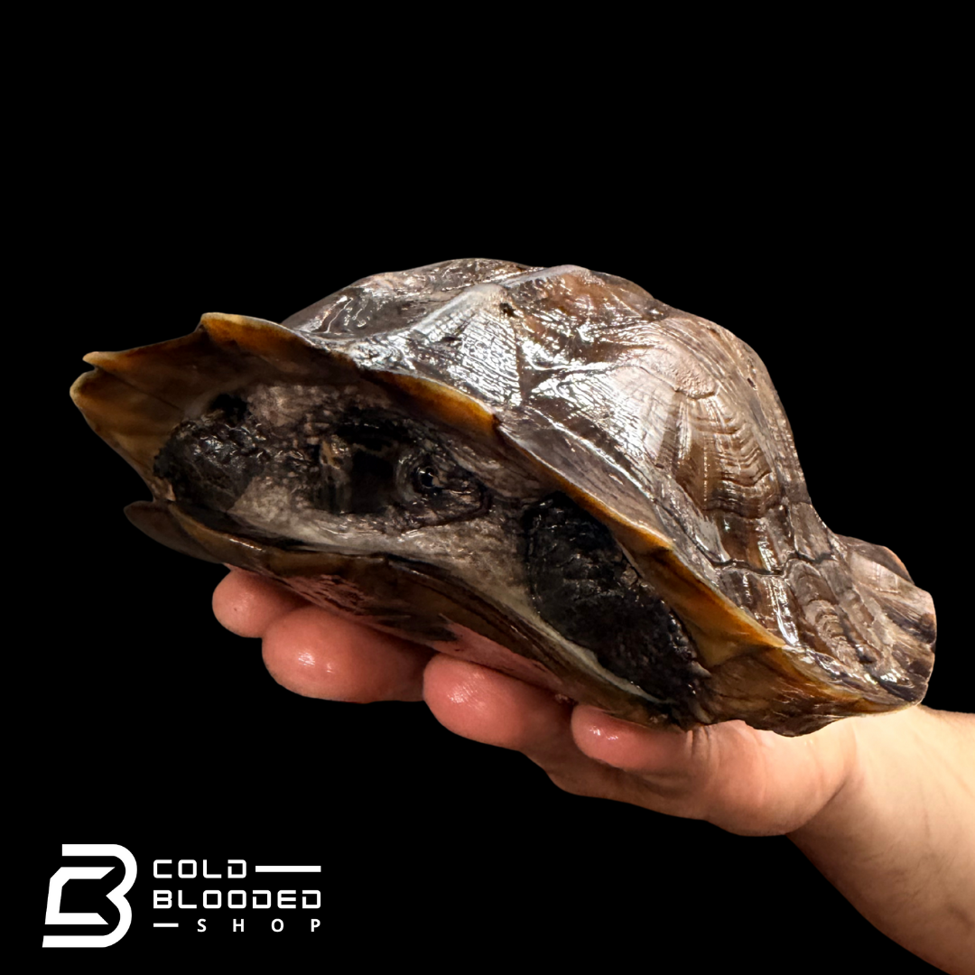 Tortuga Bebé Sulcata