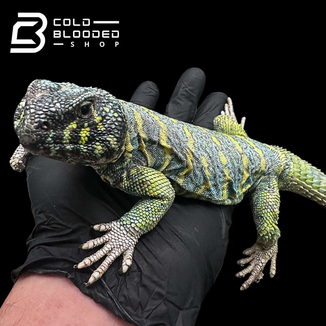 Adult Dark Blue/Green Ornate Uromastyx #11 - Uromastyx ornata