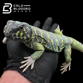 Adult Dark Blue/Green Ornate Uromastyx #11 - Uromastyx ornata