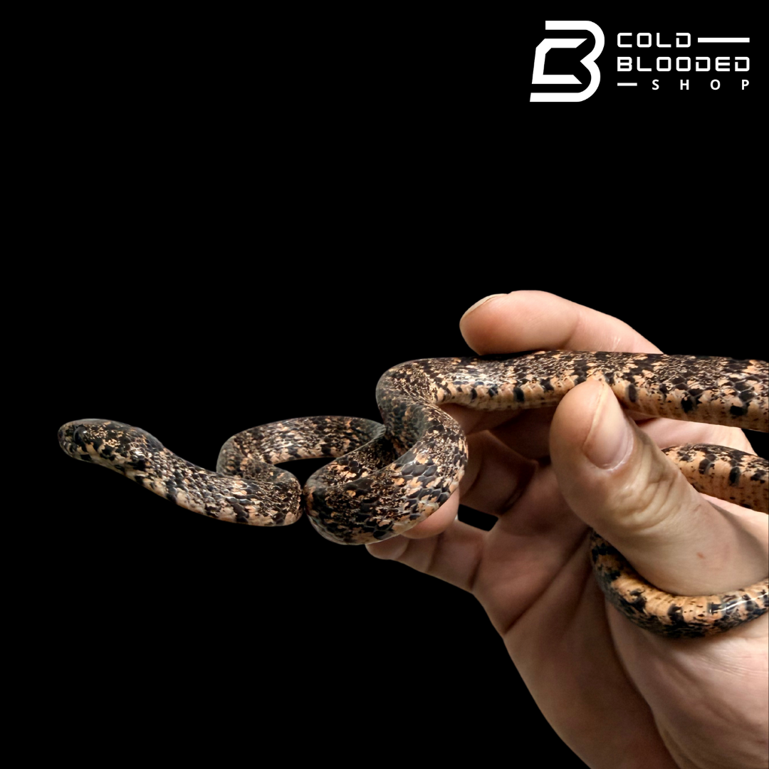 Serpiente comedora de babosas con quilla - Pareas carinatus