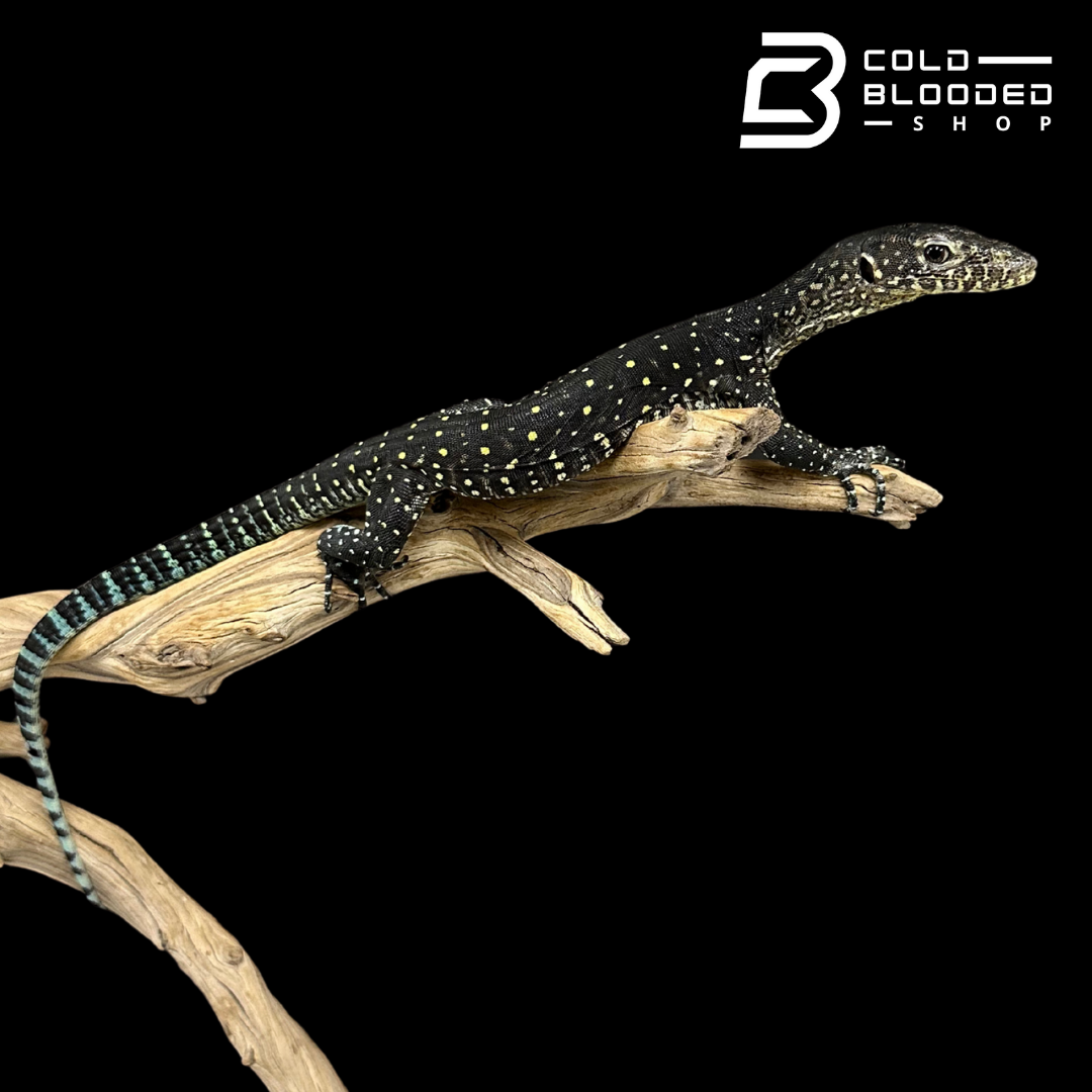 Juvenile Blue-tailed Monitor - Varanus doreanus