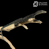 Juvenile Blue-tailed Monitor - Varanus doreanus
