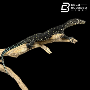 Juvenile Blue-tailed Monitor - Varanus doreanus