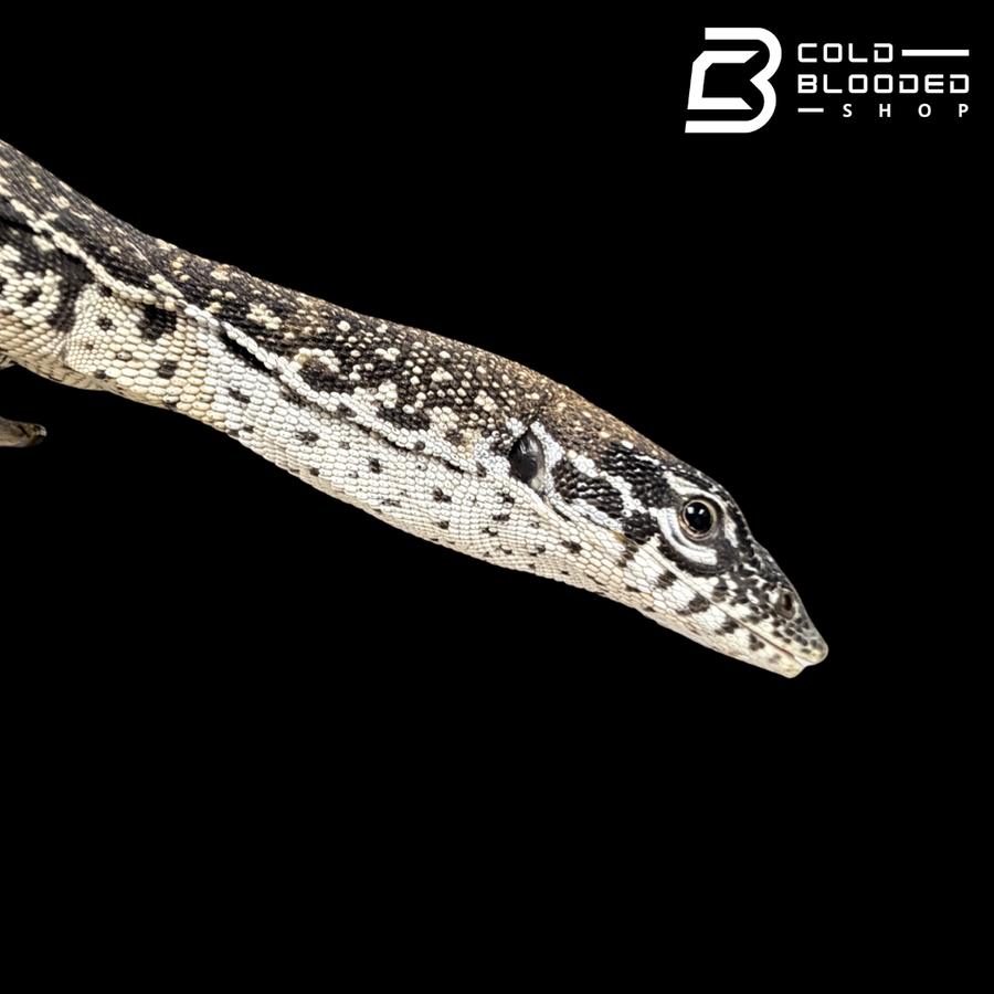 Monitor Lizard Computer Shop Monitor Lizards Online – Tree Monitors, Water Monitors, & More