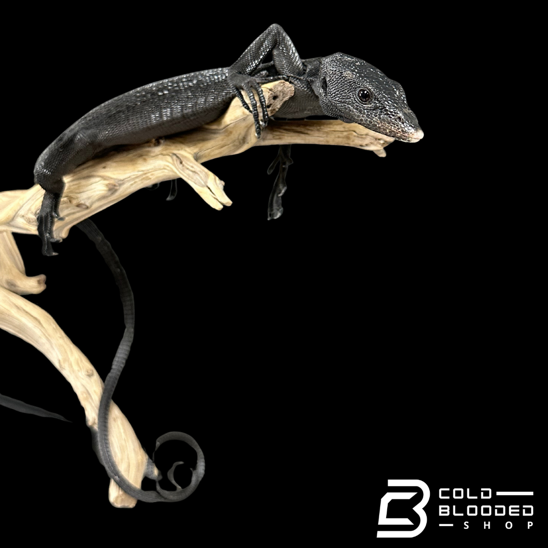 Adult Male Black Tree Monitor - Varanus beccarii