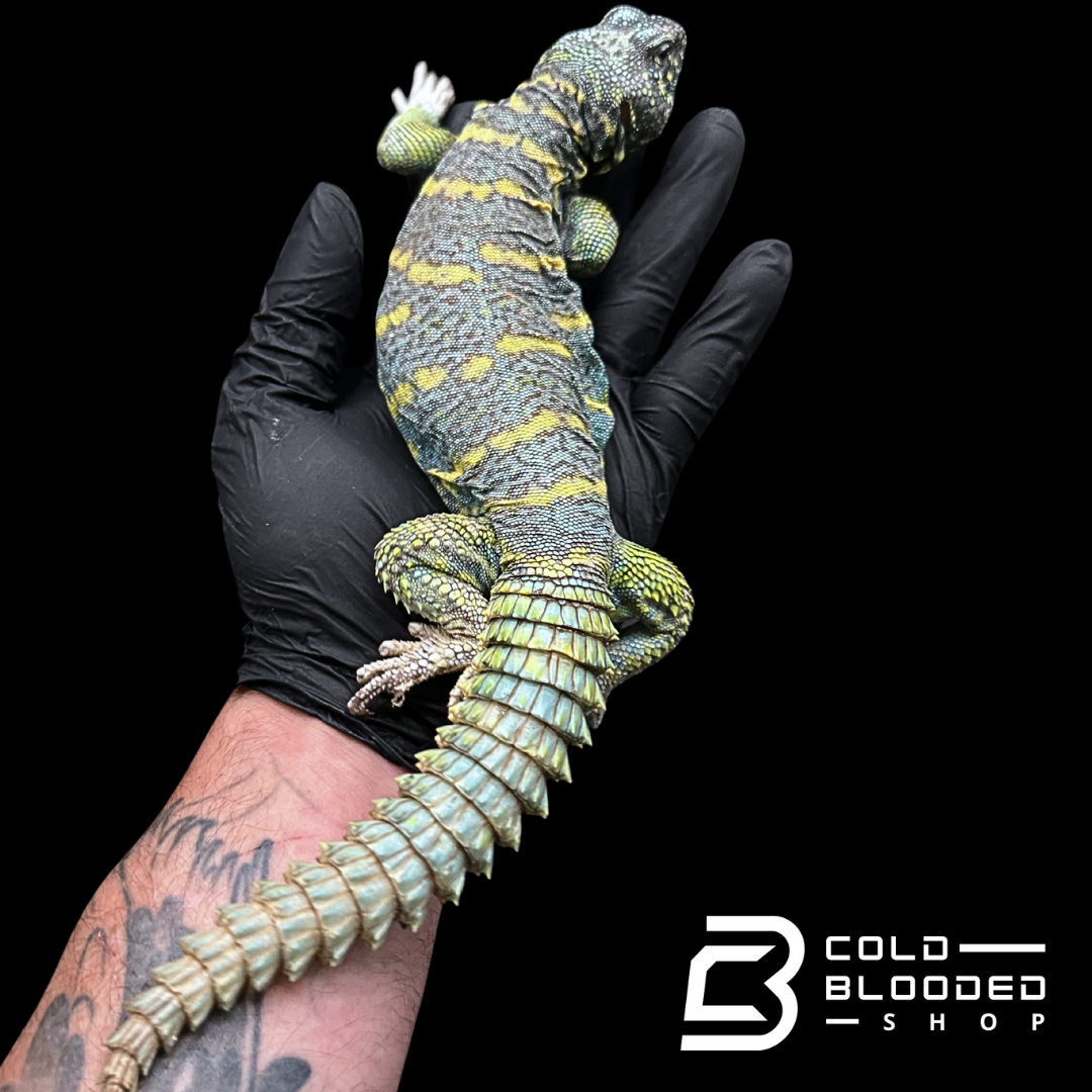 Adult Dark Blue/Green Ornate Uromastyx #11 - Uromastyx ornata