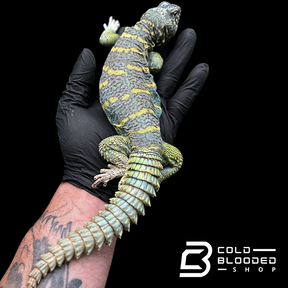 Adult Dark Blue/Green Ornate Uromastyx #11 - Uromastyx ornata