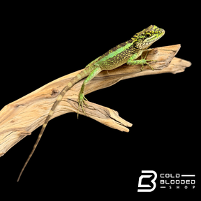 Chinese Tree Dragon - Japalura splendida