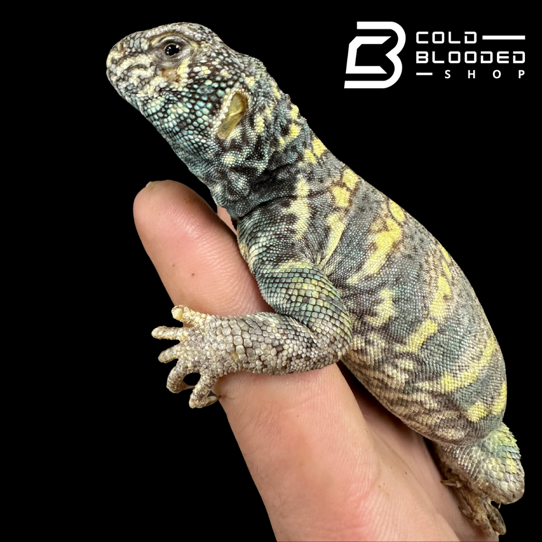 Juvenile Ornate Uromastyx #2 - Uromastyx ornata