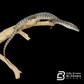 Similis Monitor - Varanus similis