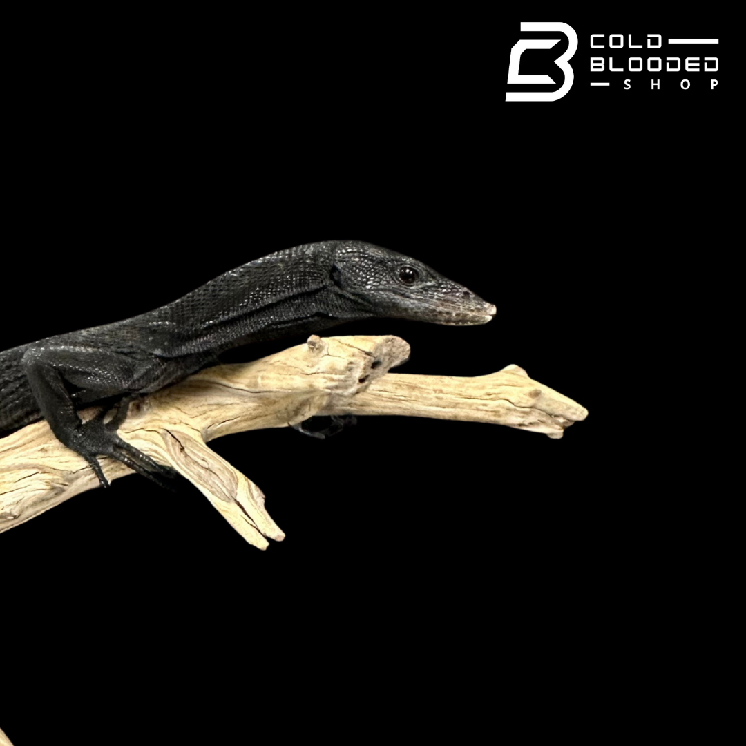 Adult Male Black Tree Monitor - Varanus beccarii