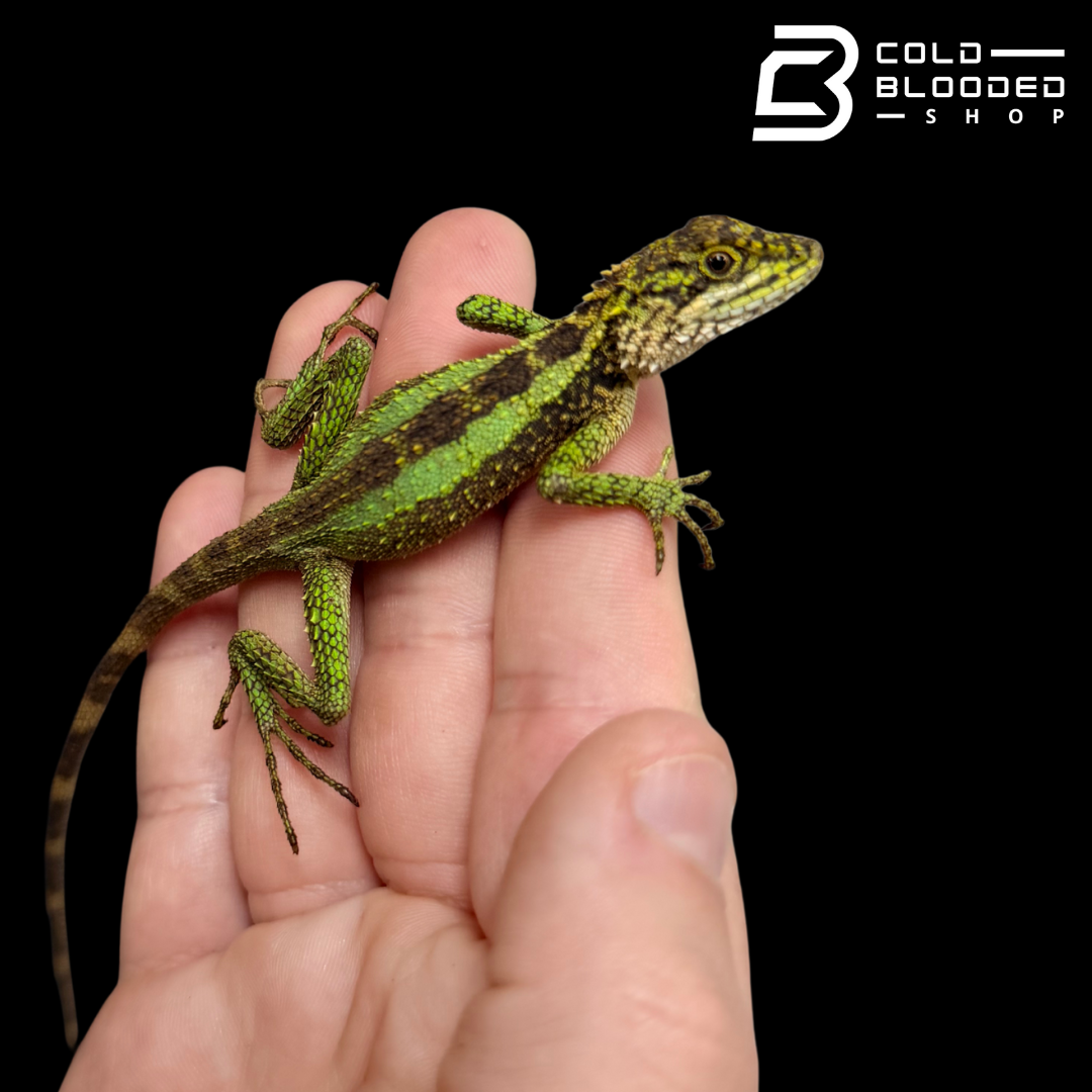 Chinese Tree Dragon - Japalura splendida