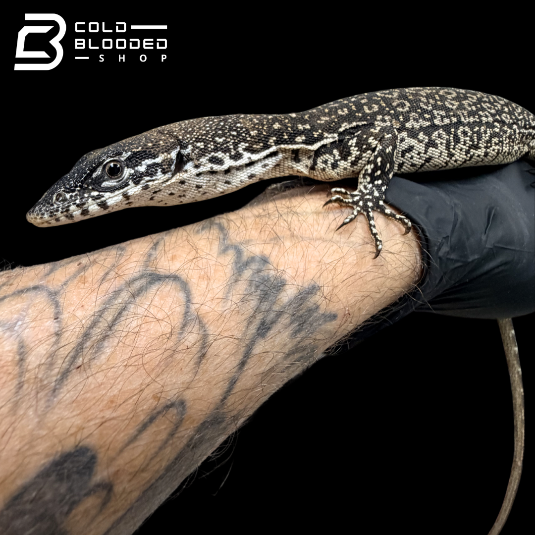 Similis Monitor - Varanus similis