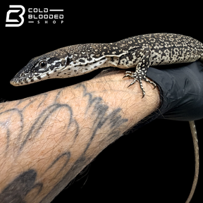 Similis Monitor - Varanus similis